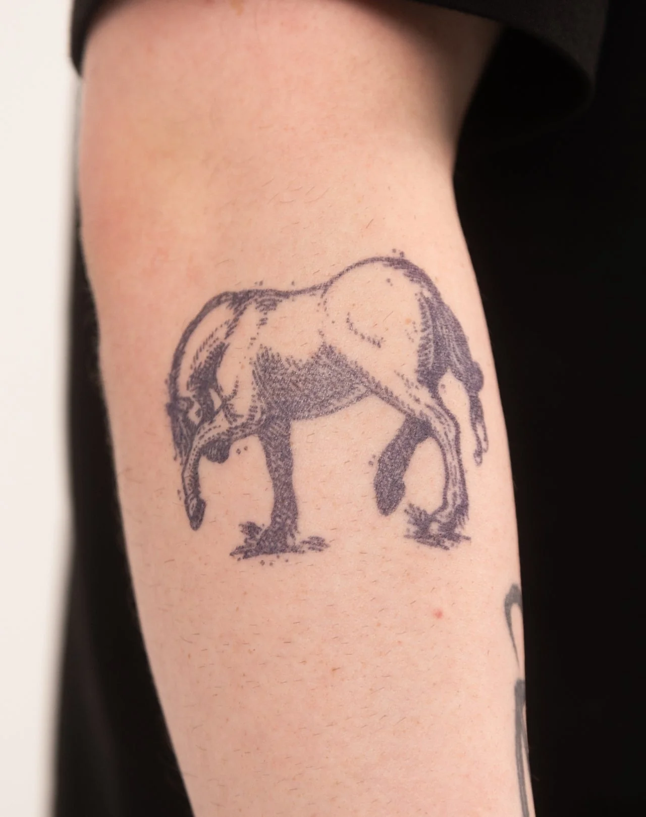Bashful Horse