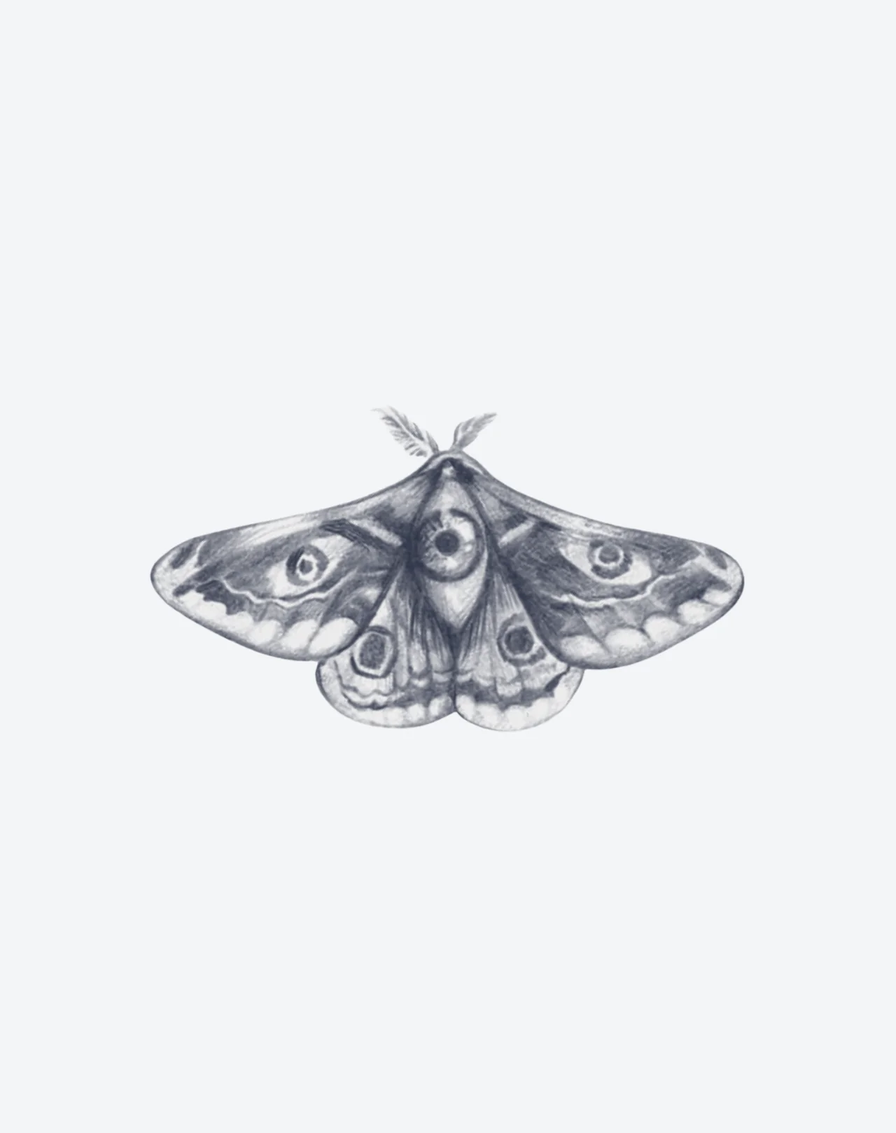 Lucid Moth - Image 2