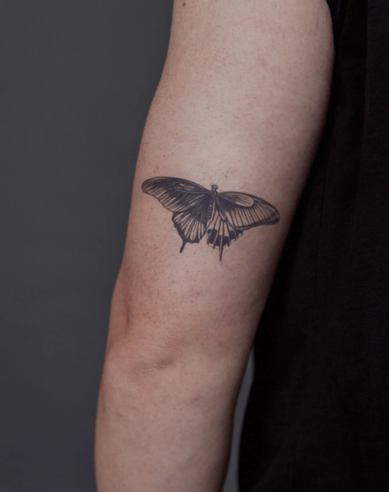 Midnight Monarch