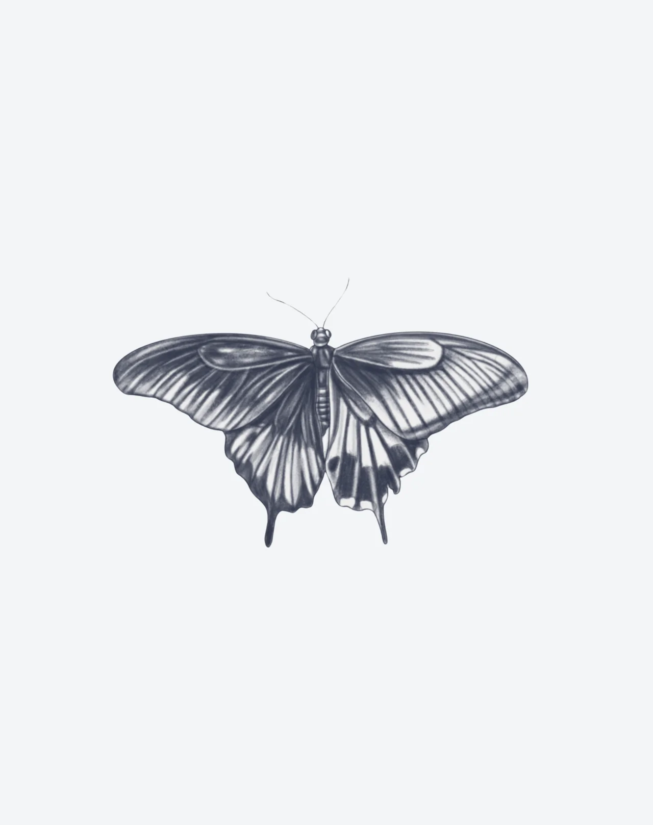 Midnight Monarch - Image 2