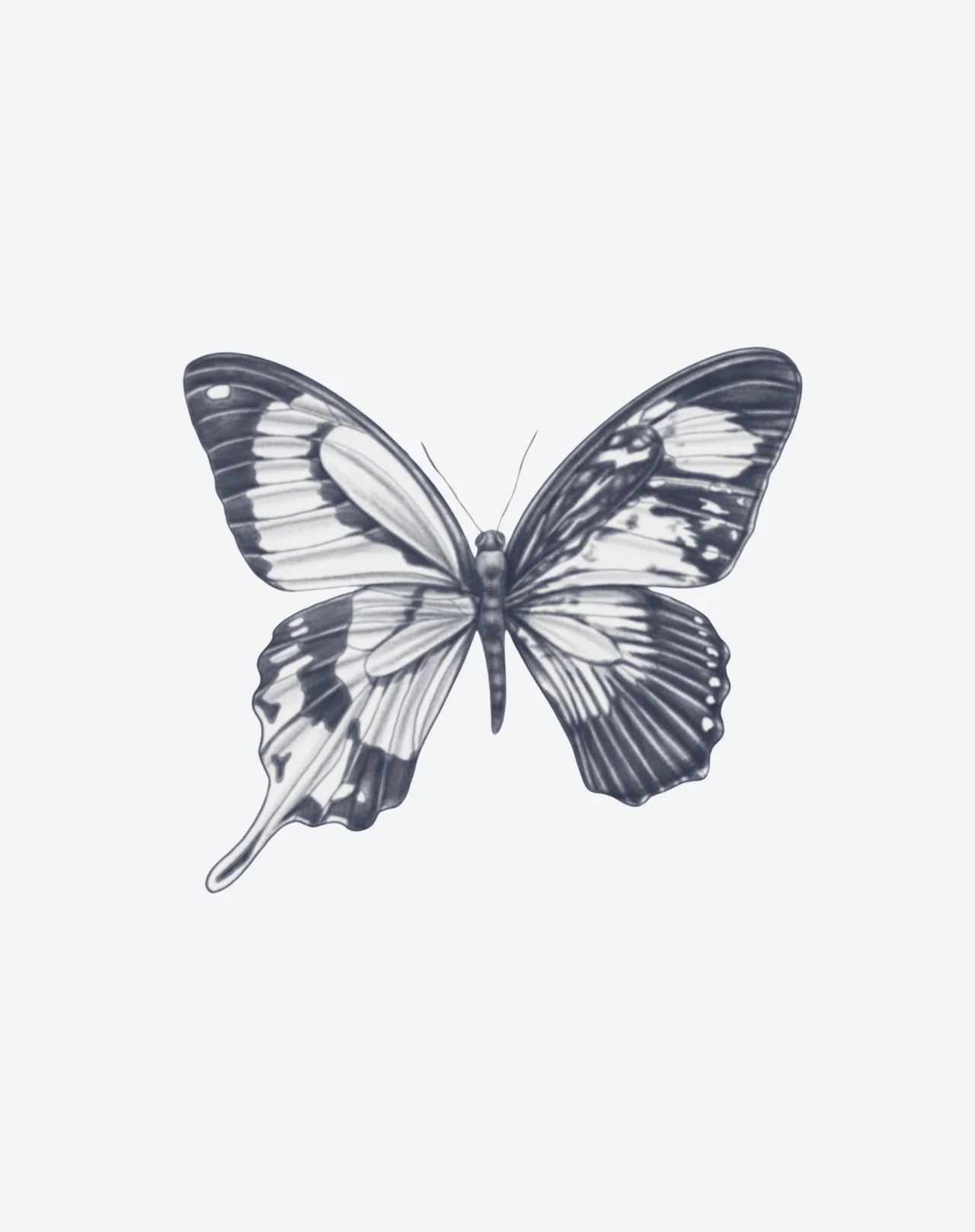 Noir Flutter - Image 2