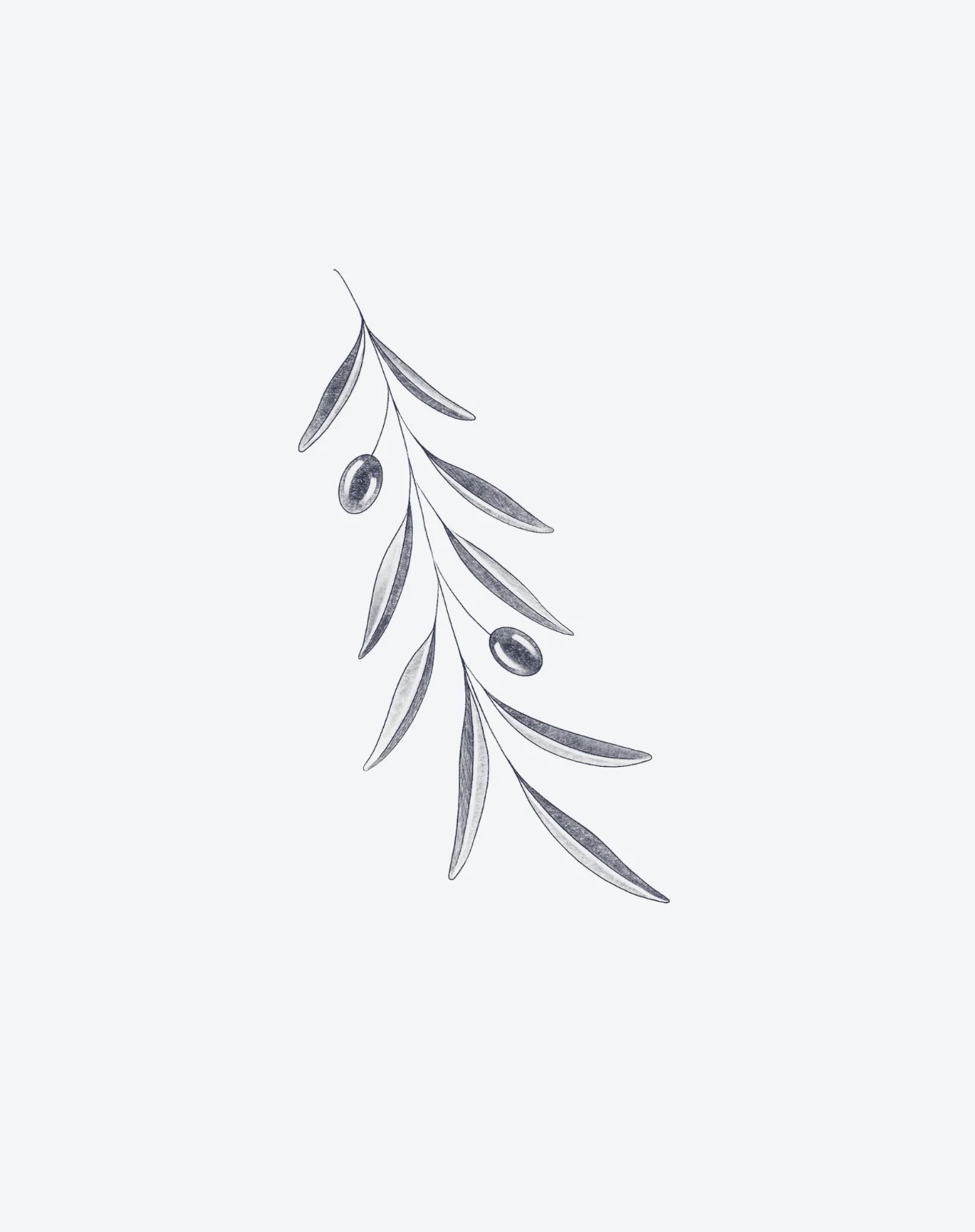 Olive Branch - Image 2