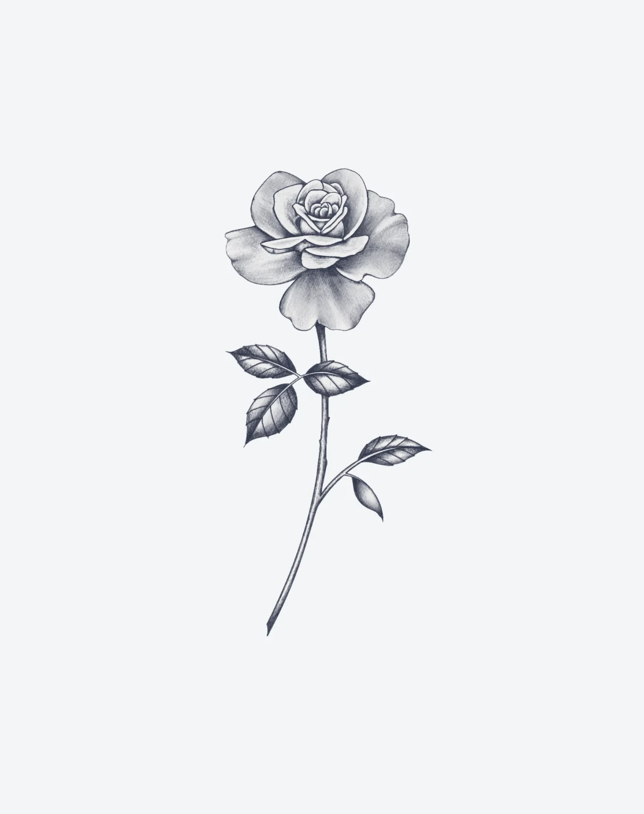 Perfect Rose - Image 2