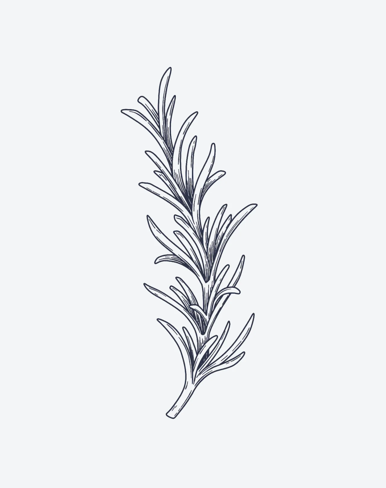 Rosemary - Image 2