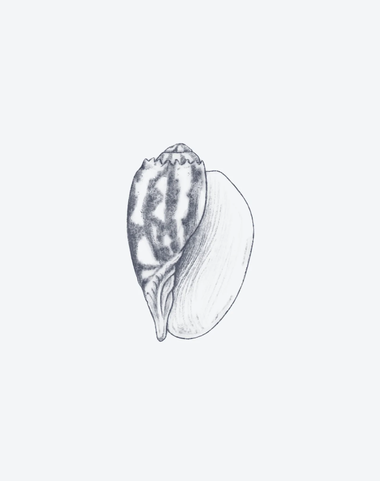 Shell of Knowing