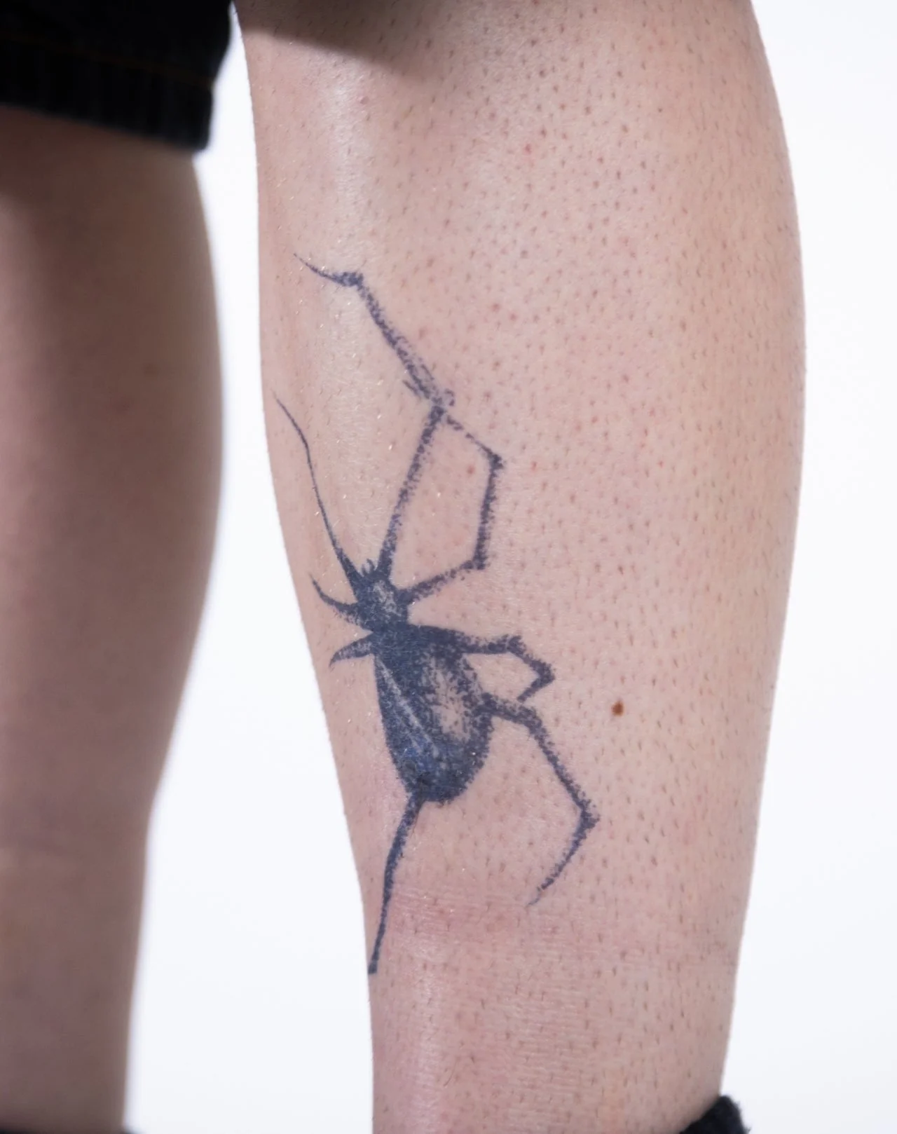 Stippled Spider