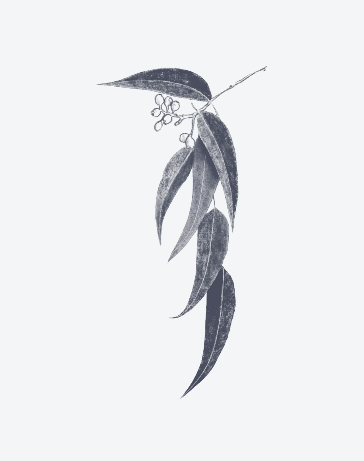 Whispers of Eucalypus